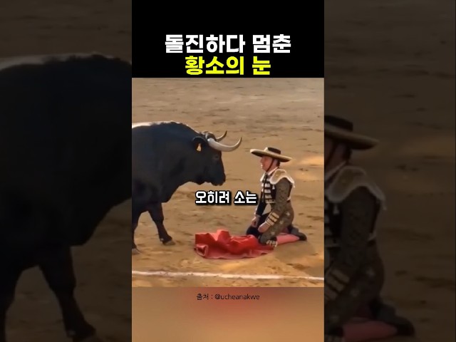 투우사를 향해 돌진하던 황소가 그자리에 멈춘 이유