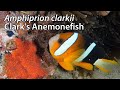 Clarks anemonefish amphiprion clarkii stock footage  4k u3840x216030p  the philippines