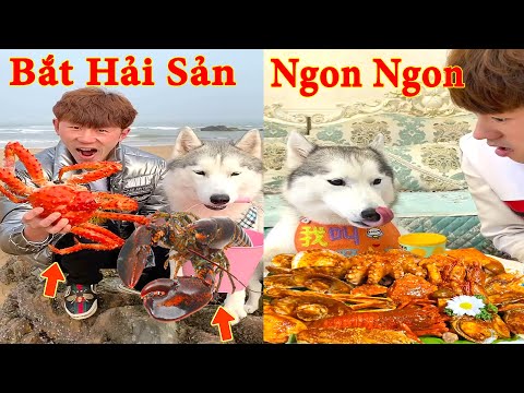 Thú Cưng TV | Gia Đình Gâu Đần #28 | Chó Golden thông minh vui nhộn | Pets funny cute dog