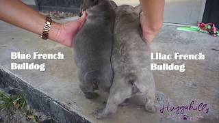 Good morning French Bulldog puppies!! Lilac and Blue Frenchies