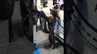 Trending Nigerian Girl Sex Tape With A Dog In Dubai Leaked Trending