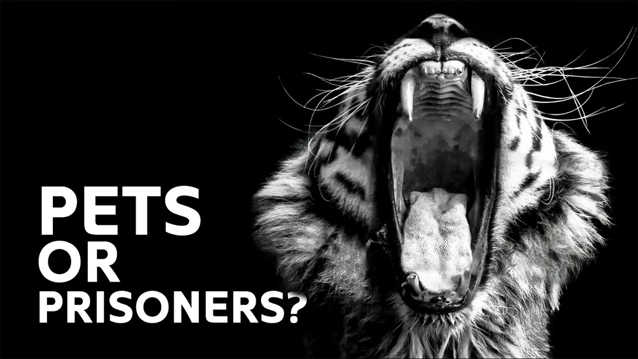 King of Tigers? The Truth About Private Tiger Ownership in America