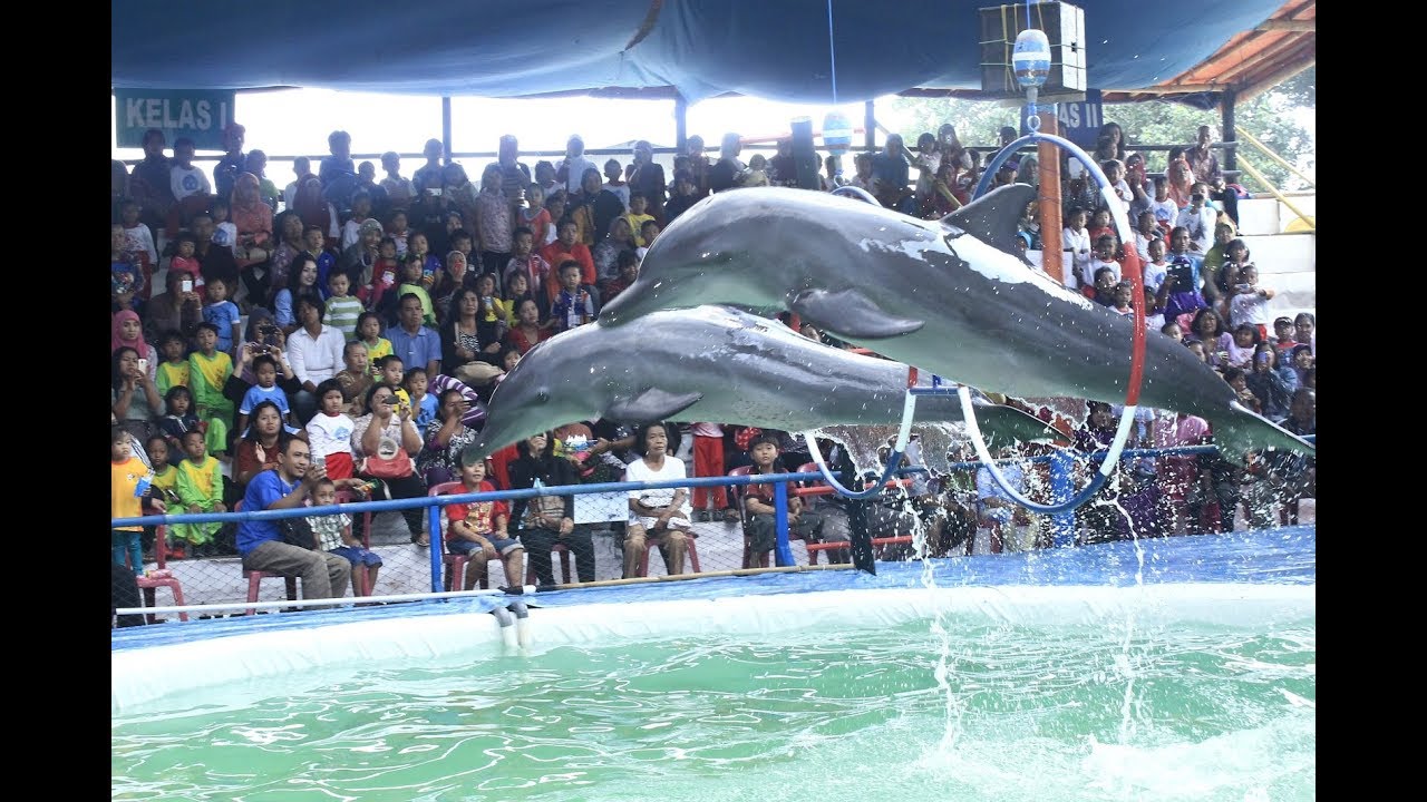 Pertunjukan Lumba Lumba Di Pantai Cahaya Kendal Taman Safari Prigen Jawa Timur