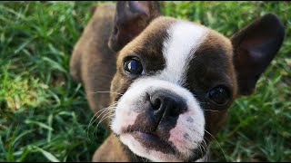 Can Dogs Eat Almond Butter?🐾👉🤔 Can Dogs Eat Almond Butter