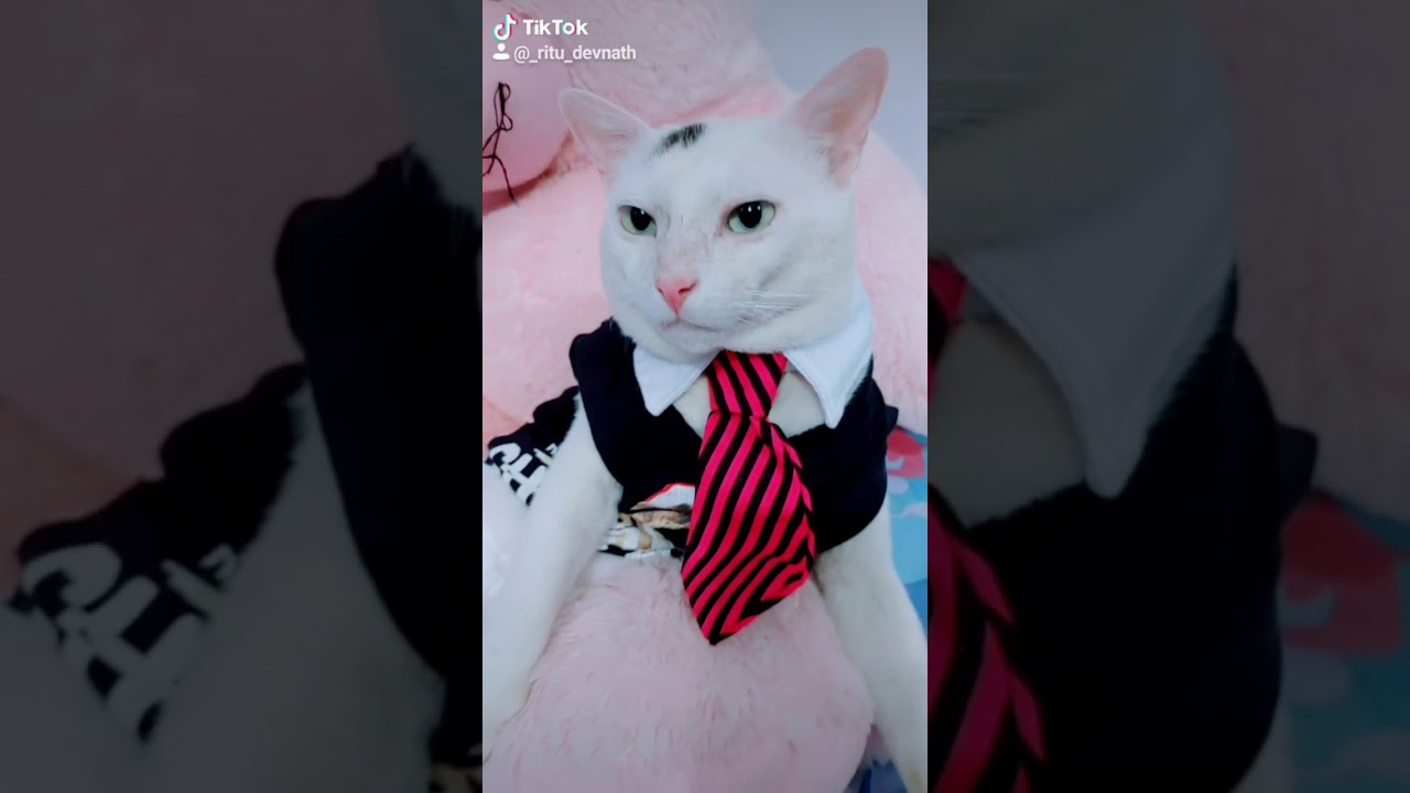 cat comedy video YouTube