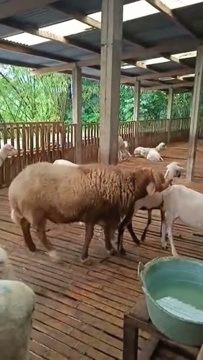 Proses kawin pejantan AWASI FB - YouTube