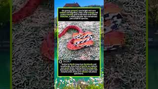 Vibrant Red Corn Snakes Intertwined On Grass#foryou #fyp #animals#funny