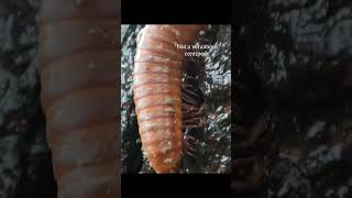 Facts About Pet Millipedes