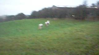Ruby and Billy winter turnout 2011