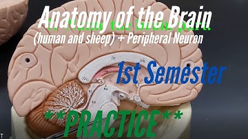 Brain Anatomy and Peripheral Neuron :  Practice: 1st Semester: Human and Sheep Brains + Neurons