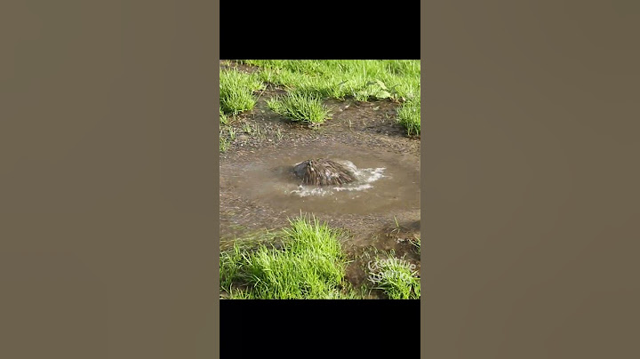 HELP! RUN FOR YOUR LIVES! What lurks beneath the bubbling pool? TURN SOUND ON FOR MAXIMUM EFFECT!