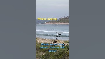 Whales and surfers! - Check out the #whales then go #surfing, click the link below for full POV.