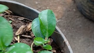 Panen Buah jeruk Pamelo dari Bibit hingga banyak dibuat sarang burung Pipitnya karena tinggi