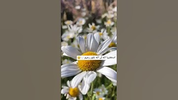 استغفروا الله إن الله غفور رحيم ❤️ تلاوة خاشعة