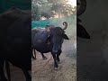#villagelife #vlog #nature #farming #love #village #rajasthan #viral #cow #shortvideos #trending