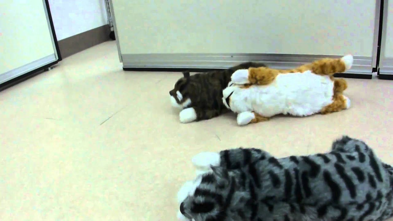 笑う猫田係長2 - YouTube