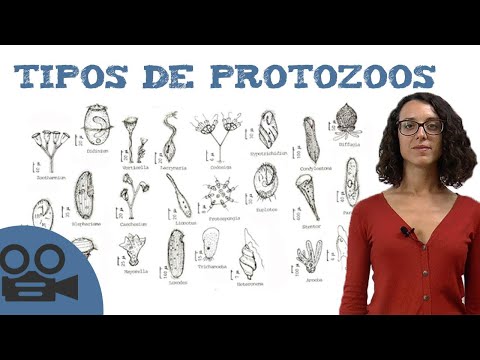 Videó: Mi az a protozoológia wikipédia?