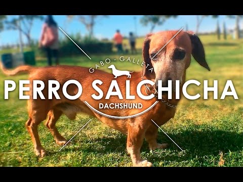 Video: Raza De Perro Dachshund Hipoalergénico, Salud Y Vida útil