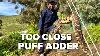 PUFF ADDER almost got too CLOSE!