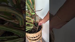 The Easiest Low Profile Plant Support What Do You Think?