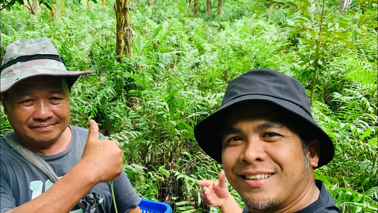 ปลูกผักกูดขาย สร้างรายได้หลักแสนต่อปี สวนผักกูดพี่ลำดวน บ้านผาทั่ง บ้านไีร่ อุทัยธานี