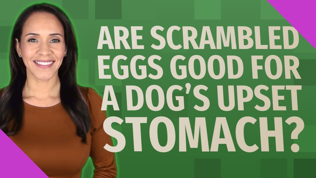 Are Scrambled Eggs Good For A Dog With Upset Stomach?