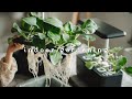 #41 Growing Vegetables Indoors Without Soil Nor Sun | Hydroponic Gardening