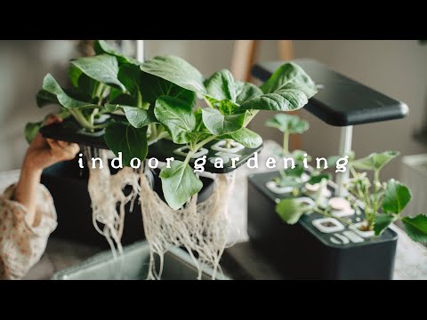 #41 Growing Vegetables ? Indoors Without Soil Nor Sun | Hydroponic Gardening