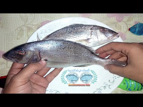 سمك العضاض