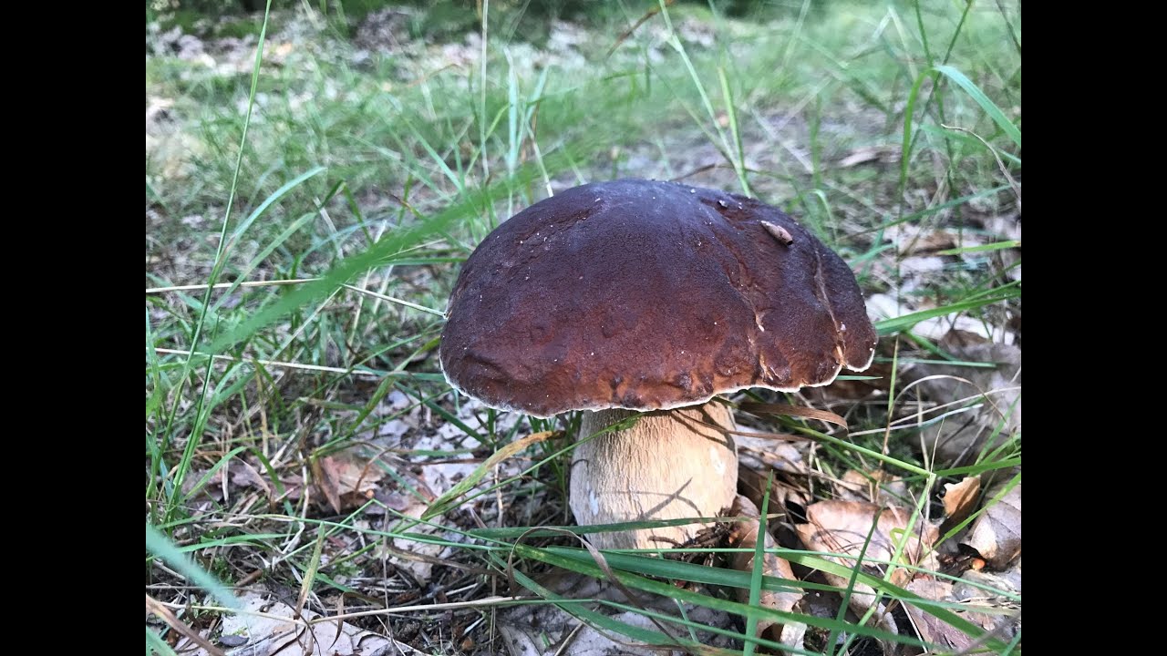 Wysyp borowików ciągle trwa 32 dg Celsjusza 14.08.2025