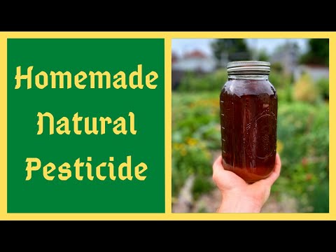 Video: Homemade Organic Pesticide - Lub Tswv Yim Kom Ua Cov Roj Dawb Kab Tsuag
