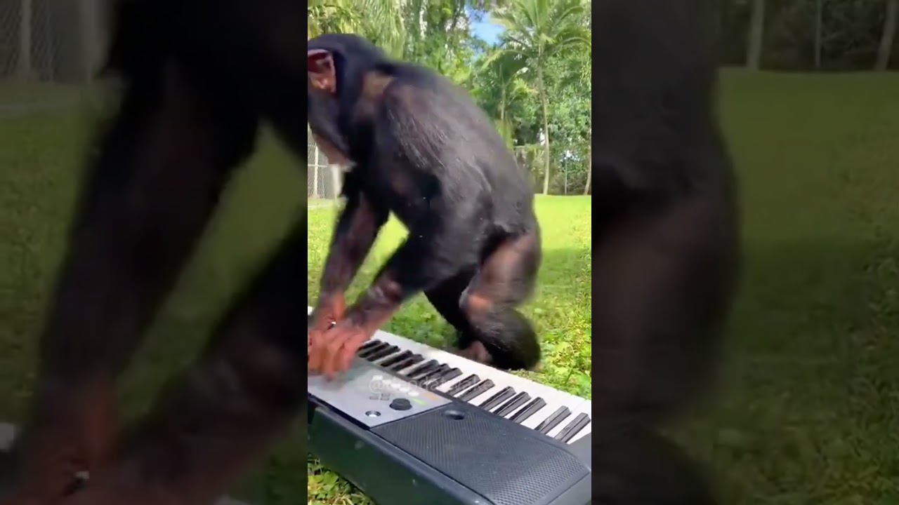 Funny orangutans 🦧🤣🤣