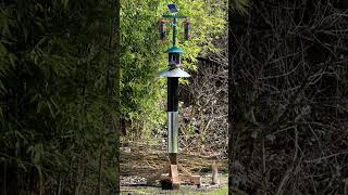 Squirrels jump but can't reach the bird feeders! #squirrel #birdfeeder