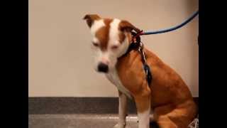 Lucy Lou-Available At The Humane Society Of Missouri