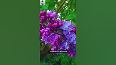 बड़े लोगों से बात कैसे करें? How to communicate with people hindi ?? #shorts #communication