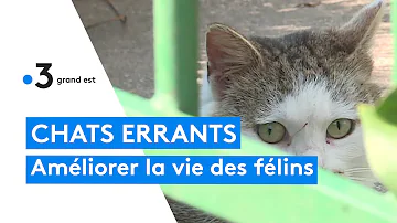 Qui recupere les chats errants ?