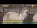 Талдыкорганский фермер вывел новый тип казахской породы лошадей
