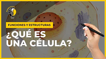 ¿Cuáles son las 5 funciones de la célula?