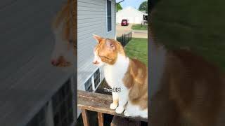 @corydemyan: I just love my animals. #cat #catlover #kitty