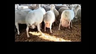 big udder of milking sheep animal #sheep #sheepfarming