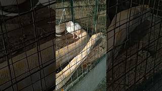 Download Lagu chicken said eat me #viral #trending #video #shortsvideo #fun #chicken #snake MP3