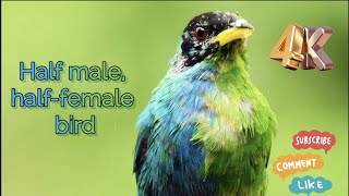 Half female and half male Honeycreeper
Researchers have spotted an “extremely rare” green honeycreeper in Colombia that’s half female and half male. The bird’s plumage is divided directly down the middle, with blue feathers typical of males on its right side and the emerald-green feathers of females on its left. This individual is only the second of the species ever recorded exhibiting this trait—called bilateral gynandromorphism—and the first in more than 100 years.
“Many birdwatchers could go their whole lives and not see a bilateral gynandromorph in any species of bird. The phenomenon is extremely rare in birds. I know of no examples from New Zealand, ever,” Hamish Spencer, a zoologist at the University of Otago in New Zealand who witnessed the bird while on vacation, says in a statement. “It is very striking. I was very privileged to see it.”
Bilateral gynandromorphism occurs in a variety of species—including spiders, butterflies, crustaceans and lizards—though it’s never been recorded in humans. In humans, biological sex is usually determined by our chromosomes. Those born female typically have two X chromosomes, while those born male tend to have an X and a Y chromosome. Birds are the opposite. Their chromosomes are designated as Z and W—females have a Z and a W, while males have two Z chromosomes.
An extremely rare half-female, half-male bird has been caught on camera, a sighting that has only been reported once previously in this species more than 100 years ago. According to the Independent, the rare bird has male colours on one half of its body and female plumage on the other half. This bird is only the second of the species ever recorded exhibiting this trait called bilateral gynandromorphism.
Notably, a team of researchers stumbled upon the remarkable scientific discovery on a small farm in a nature reserve near Manizales, Colombia. Amateur ornithologist John Murillo who was part of the research team was the first one to spot the unusual creature, identified as green honeycreeper bird. He pointed out the bird to Professor Hamish Spencer, who is a zoologist at the University of Otago.
The bird has aqua-blue feathers on one half and yellow-green plumage on the other with a clear boundary in the middle. This is in stark contrast with typical male green honeycreepers that have bright blue feathers with a black head or females that are green all over.
Extremely Rare Half-Female, Half-Male Bird Captured On Camera In Colombia
The details of the findings have been published in the Journal of Field Ornithology.
An extremely rare half-female, half-male bird has been caught on camera, a sighting that has only been reported once previously in this species more than 100 years ago. According to the Independent, the rare bird has male colours on one half of its body and female plumage on the other half. This bird is only the second of the species ever recorded exhibiting this trait called bilateral gynandromorphism.
Notably, a team of researchers stumbled upon the remarkable scientific discovery on a small farm in a nature reserve near Manizales, Colombia. Amateur ornithologist John Murillo who was part of the research team was the first one to spot the unusual creature, identified as green honeycreeper bird. He pointed out the bird to Professor Hamish Spencer, who is a zoologist at the University of Otago.
The bird has aqua-blue feathers on one half and yellow-green plumage on the other with a clear boundary in the middle. This is in stark contrast with typical male green honeycreepers that have bright blue feathers with a black head or females that are green all over.
Many birdwatchers could go their whole lives and not see a bilateral gynandromorph in any species of bird. The phenomenon is extremely rare in birds. I know of no examples from New Zealand, ever. It is very striking. I was very privileged to see it, Hamish Spencer said in a statement.
Its internal organs were also likely divided down the middle into male and female, as per the researchers.
This particular example of bilateral gynandromorphy – male on one side and female on the other – shows that, as in several other species, either side of the bird can be male or female. The phenomenon arises from an error during female cell division to produce an egg, followed by double-fertilization by two sperm, Mr Spencer explained. Half female and half male Honeycreeper