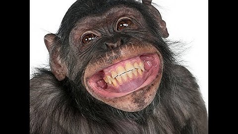 Walk Cycle Test for Blender