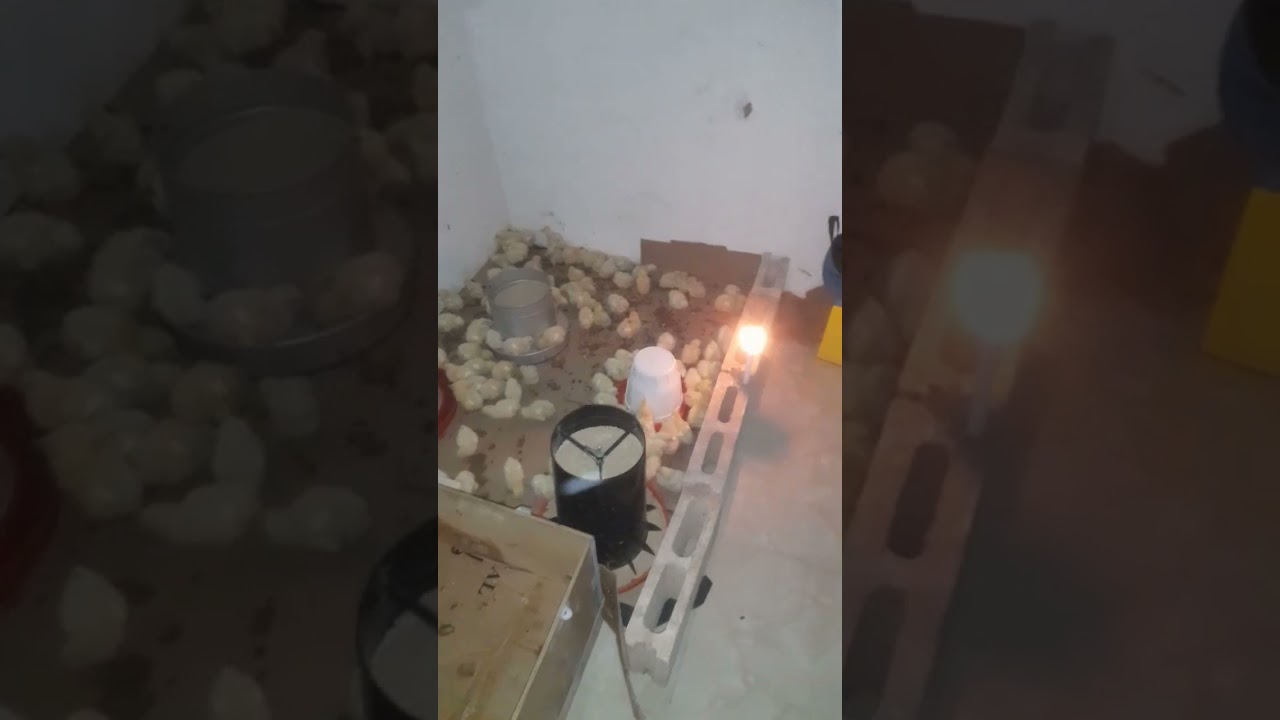 Preparing my chicks for Melissa storm. 