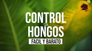 CÓMO CONTROLAR HONGOS EN CULTIVO DE FORMA FACIL Y BARATA (Preparación de Lejía) | Jairo Restrepo