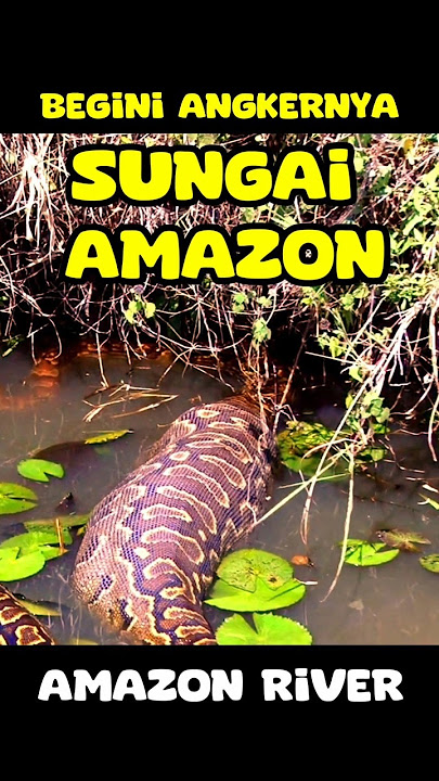 MENYUSURI SUNGAI AMAZON YANG MEMATIKAN! 🐍 Ular Anakonda, Buaya Raksasa, & Piranha! #amazon
