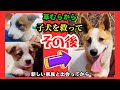 ＃捨てられた子犬🐶【 Ep.4/4 】幸せな結末＃捨て犬＃保護犬