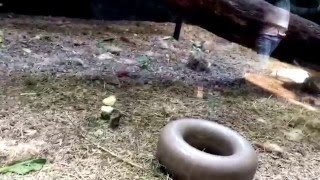 ZOO (part 4) GORILLA EATING POOP!!!