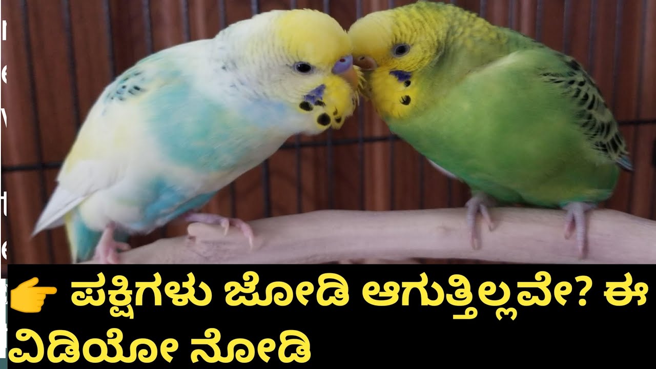 ಪಕ್ಷಿಗಳನ್ನು ಸುಲಭವಾಗಿ ಜೋಡಿ ಮಾಡುವುದು ಹೇಗೆ? | 100% Pair Success Tips 🐦
