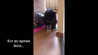 кот во время йоги кот во время йоги